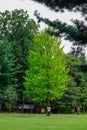 Green trees in the park at Namiseom