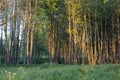 Green trees in park in sunset sunlight. Scenery spring forestlandscape