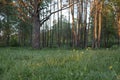 Green trees in park in sunset sunlight. Scenery spring forestlandscape