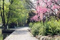 Green trees and peach blossom Royalty Free Stock Photo