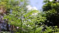 Green trees plant with leaves isolated in green bokeh blurred background with blue sky, can use as blurred background. Royalty Free Stock Photo