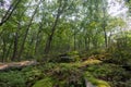 Green Trees and Plants on a Hill in the Forest at Hudson Highlands State Park in Cold Spring New York Royalty Free Stock Photo