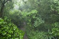 Trees and plants in a jungle in Costa Rica while it is raining