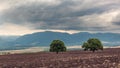 Green trees on a plowed farm field Royalty Free Stock Photo