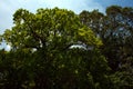 Green Trees reaching out to Sky Sunny Day Background Royalty Free Stock Photo