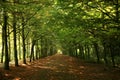 Green trees in row Royalty Free Stock Photo