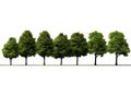 Green trees in a row isolated over white background. Isolated with clipping path Royalty Free Stock Photo