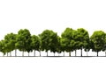 Green trees in a row isolated over white background. Isolated with clipping path Royalty Free Stock Photo