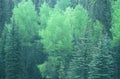 Green trees in Santa Fe National Forest, NM Royalty Free Stock Photo