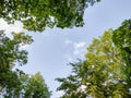 Green trees and the sky - Romania