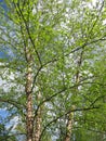 Green Trees in Spring in April