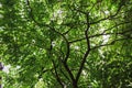 green trees in spring