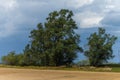 Green trees with stubble in a newly harvested wheat field in the foreground. Blue sky and clouds in the background Royalty Free Stock Photo