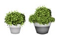 Green Trees in Terracotta Flower Pots on White Background Royalty Free Stock Photo