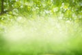 Green trees texture blurred and bokeh background concept. Royalty Free Stock Photo