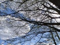 The green trees top in forest, blue sky through leaves Royalty Free Stock Photo