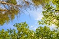 The green trees top in forest, blue sky and sun beams shining through leaves Royalty Free Stock Photo