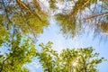 The green trees top in forest, blue sky and sun beams shining through leaves