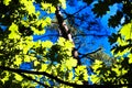 The green trees top in forest, blue sky and sun beams shining through leaves. Bottom view. Royalty Free Stock Photo