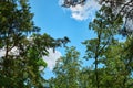 The sky through the green leaves of trees.Natural background Royalty Free Stock Photo