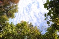 The green trees top in forest blue sky and sun beams shining through leaves. Bottom view Royalty Free Stock Photo