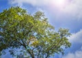 The green trees top in forest, blue sky and sun beams shining through leaves. Bottom view. Royalty Free Stock Photo