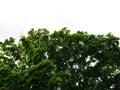 Green trees top line view on white background Royalty Free Stock Photo