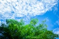 Green trees top with sky. Royalty Free Stock Photo