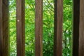 Green trees viewed from wooden battens for background Royalty Free Stock Photo