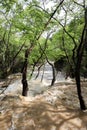 Trees in the water flood in Kursunlu waterfall nature park after the hard rain