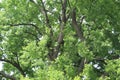 Green trees in the wind