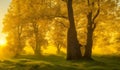 green trees Yellow on golden surise sky