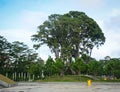 Green trees at Yersin park in Dalat city, Lam Dong, Vietnam Royalty Free Stock Photo