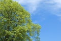 Green treetop Royalty Free Stock Photo