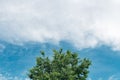 Green treetop against sky Royalty Free Stock Photo