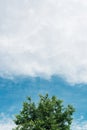 Green treetop against sky