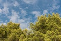 Green treetop with blue sky and white clouds. Pine trees against blue sky as background. Forest during summer Royalty Free Stock Photo