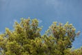 Green treetop with blue sky and white clouds. Pine trees against blue sky as background, wallpaper. Royalty Free Stock Photo