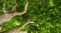 Green treetop