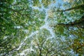 Green treetop in summer morning, directly below Royalty Free Stock Photo