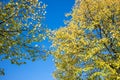 Green treetops against blue sky background. Branches with foliages of plants. Under view photo of nature