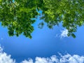 Green treetops against blue sky. sun beams shining through leaves. bottom view