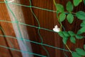 Green trellis netting near galvanized steel fence post wooden fence with blooming double petaled, snow white butterfly pea vine at Royalty Free Stock Photo