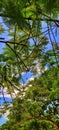 the green of the trembesi trees in the rainy season Royalty Free Stock Photo