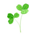 Green Trifoliate Clover Leaf on Stem Vector Illustration