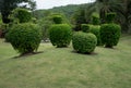 Green trimmed bush