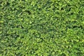 Green trimmed hedge wall for environment and garden design background purpose Royalty Free Stock Photo