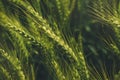 Green triticale ears, hybrid of wheat and rye in field Royalty Free Stock Photo