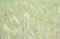 Green triticale ears, hybrid of wheat and rye in summer sunny field. Royalty Free Stock Photo