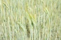 Green triticale ears, hybrid of wheat and rye in summer sunny field. Royalty Free Stock Photo